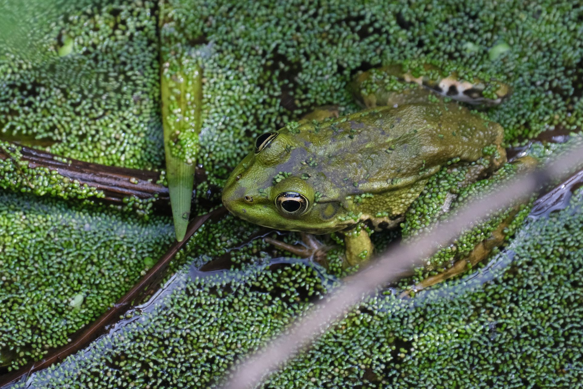 Detailed view of a frog resting on duckweed-covered water surface outdoors showcasing natural camouflage.