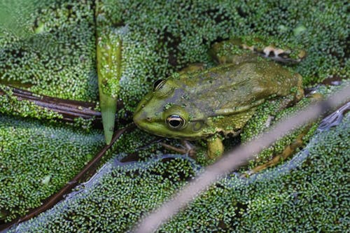 Why Kids Are Obsessed With Frogs in Rainy Seasons