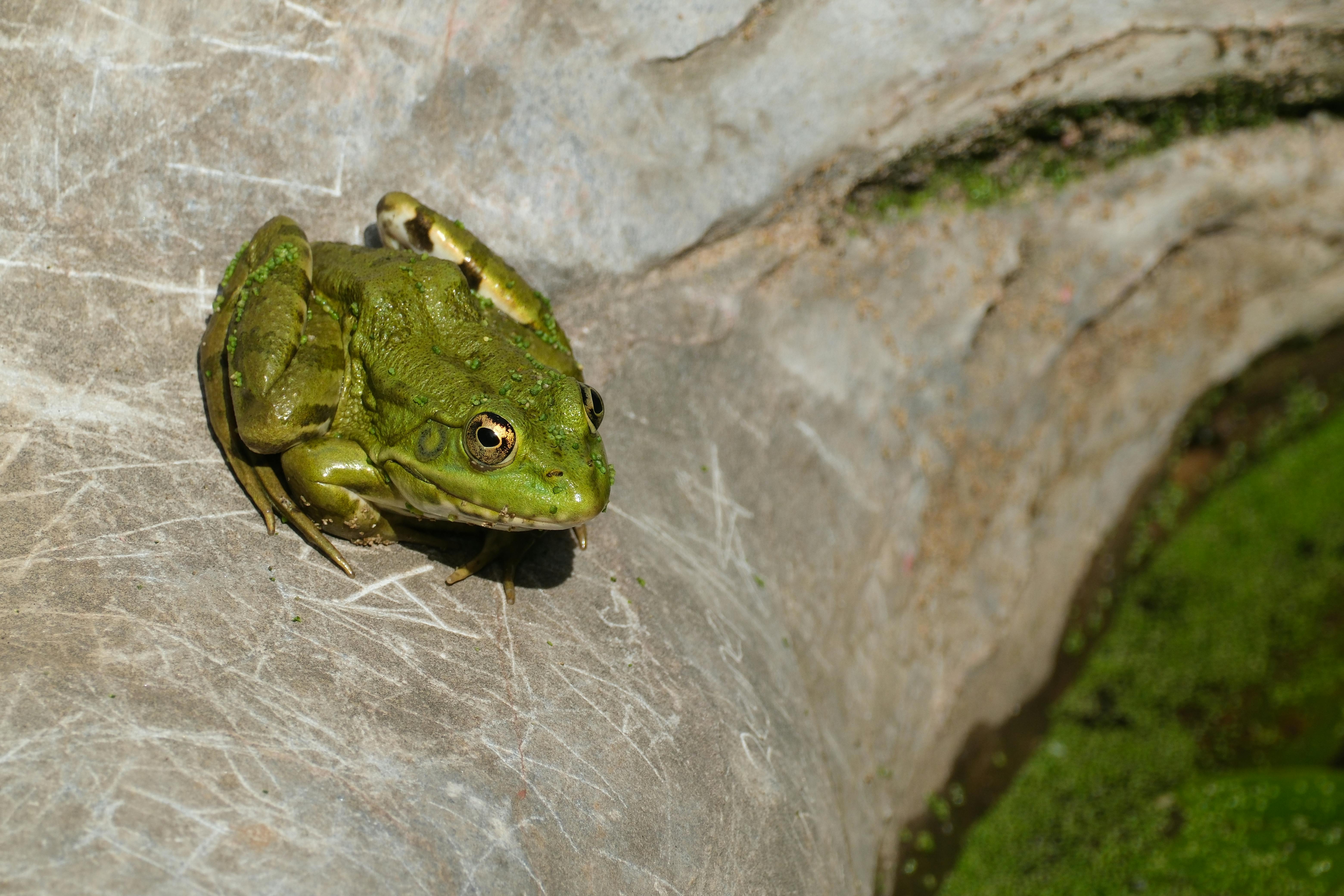 Naked+Anime+Girls+Wallpapers+For+Pc Photos, Download The BEST Free Naked+Anime+Girls+Wallpapers