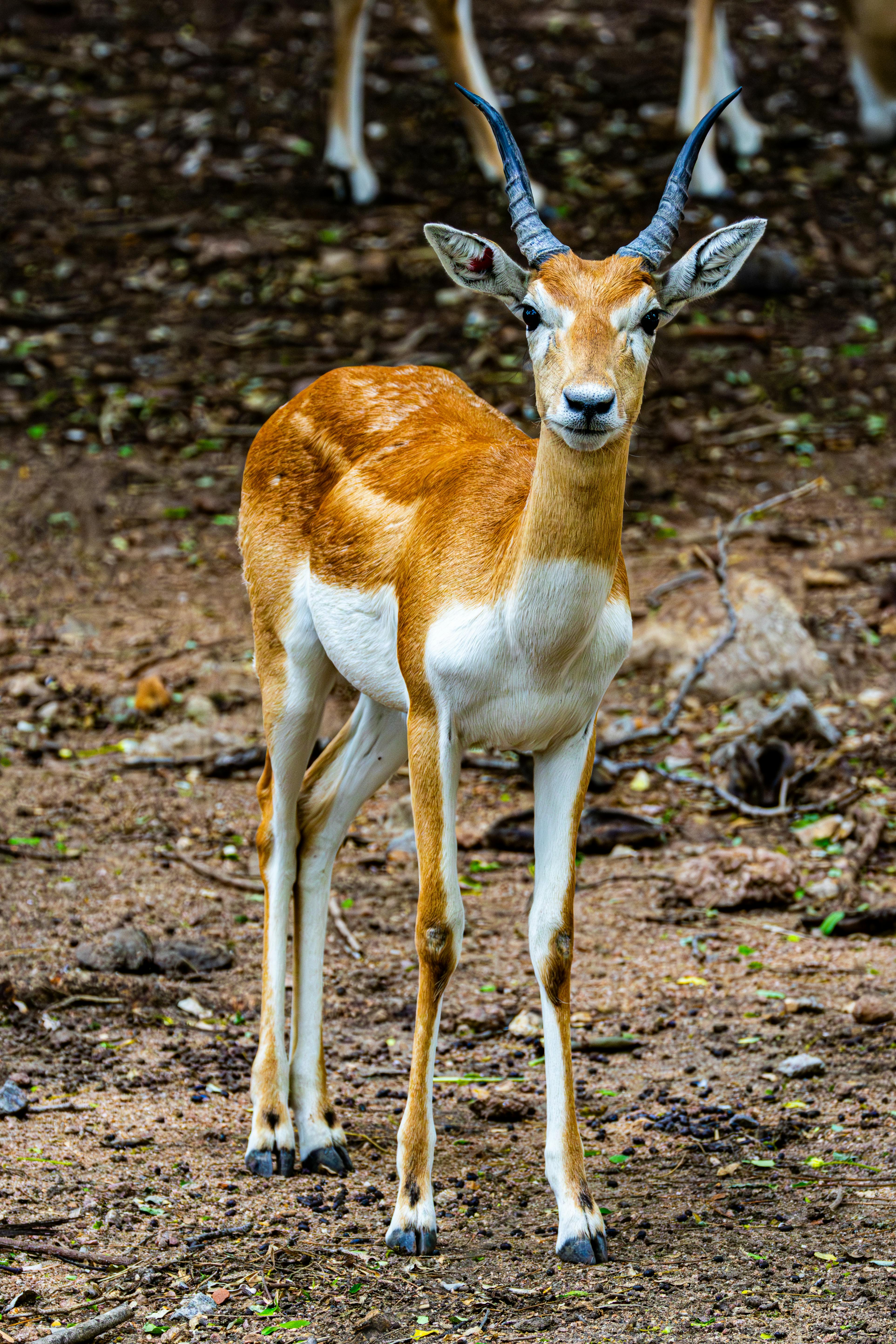 grátis Um close cativante de um antílope Blackbuck em seu habitat natural, exibindo seus chifres impressionantes e postura elegante. Foto profissional