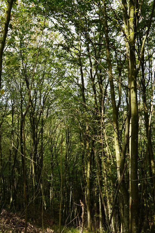 Free Peaceful forest view with tall, slender trees under natural daylight. Stock Photo