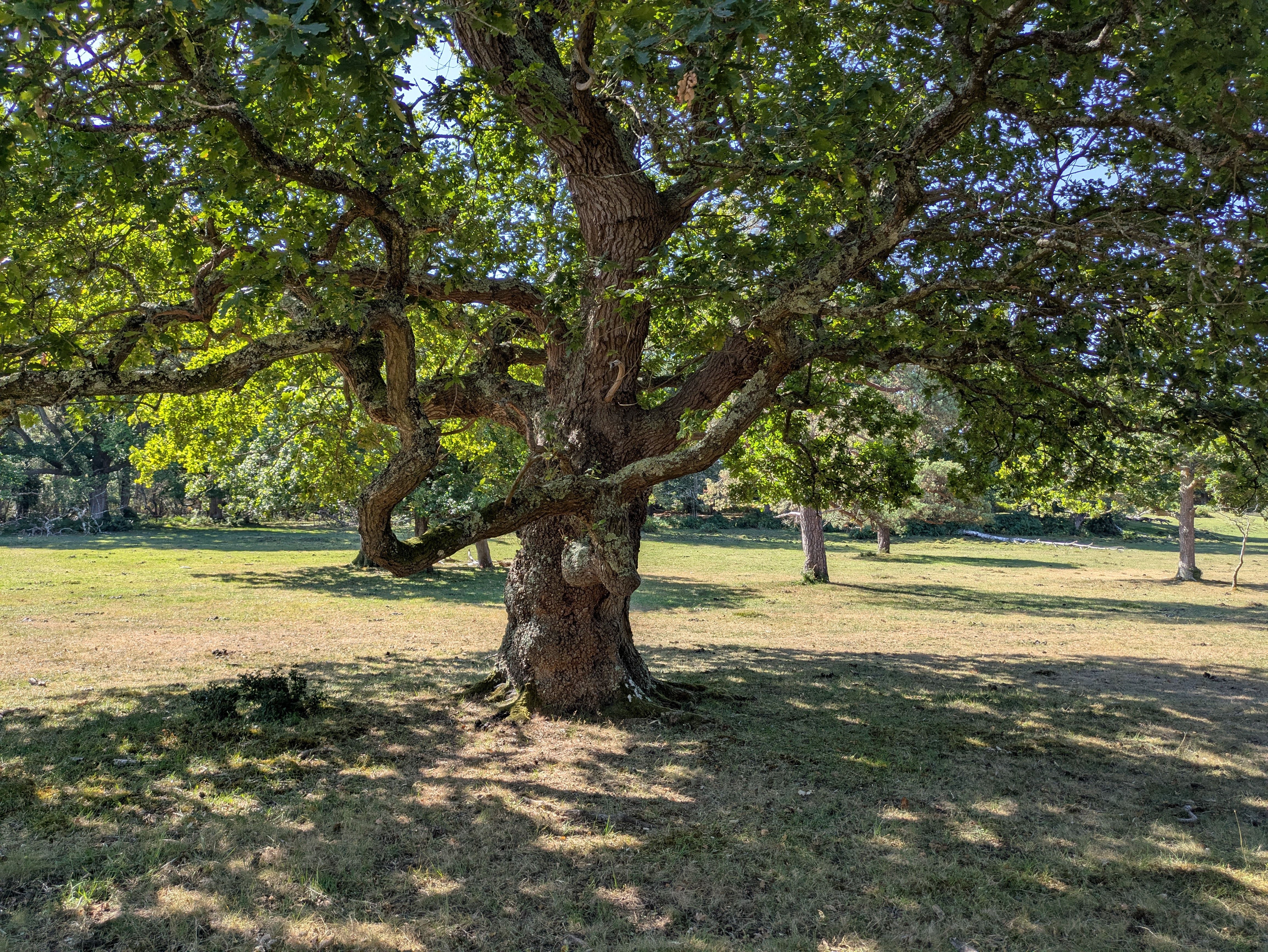 Majestic spreading oak tree with wide canopy in sunlit countryside — Garry oak pruning live oak trees in Surrey BC