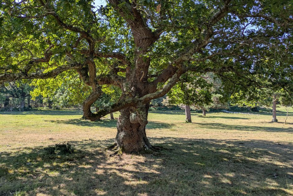 Majestic spreading oak tree with wide canopy in sunlit countryside — Garry oak pruning live oak trees in Surrey BC