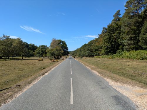Free A long empty road stretches through a lush forest on a clear summer day. Stock Photo