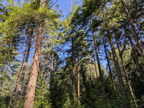Free Tall trees reaching up to the clear blue sky in a serene forest. Capturing the essence of nature's tranquility. Stock Photo