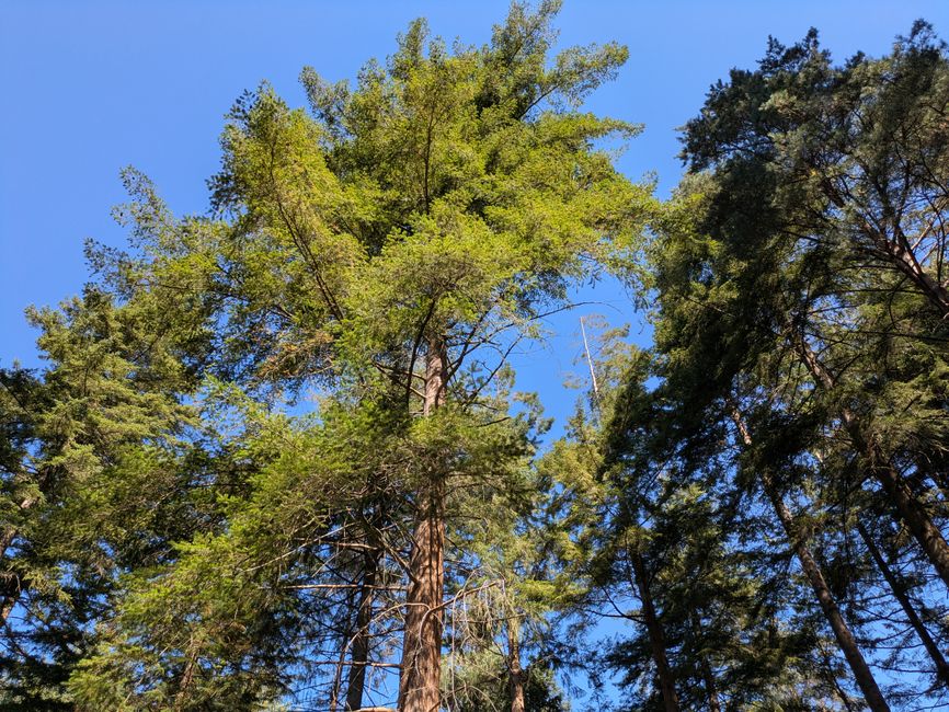 Tall redwood trees reaching towards a vibrant blue sky, capturing the serenity of nature.