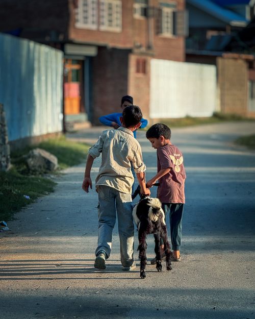Free Two boys walking a goat down a suburban street in the afternoon light. Stock Photo