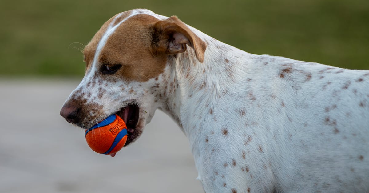 韓國動畫《海豹看看》無對白策略 助攻國際市場拓展