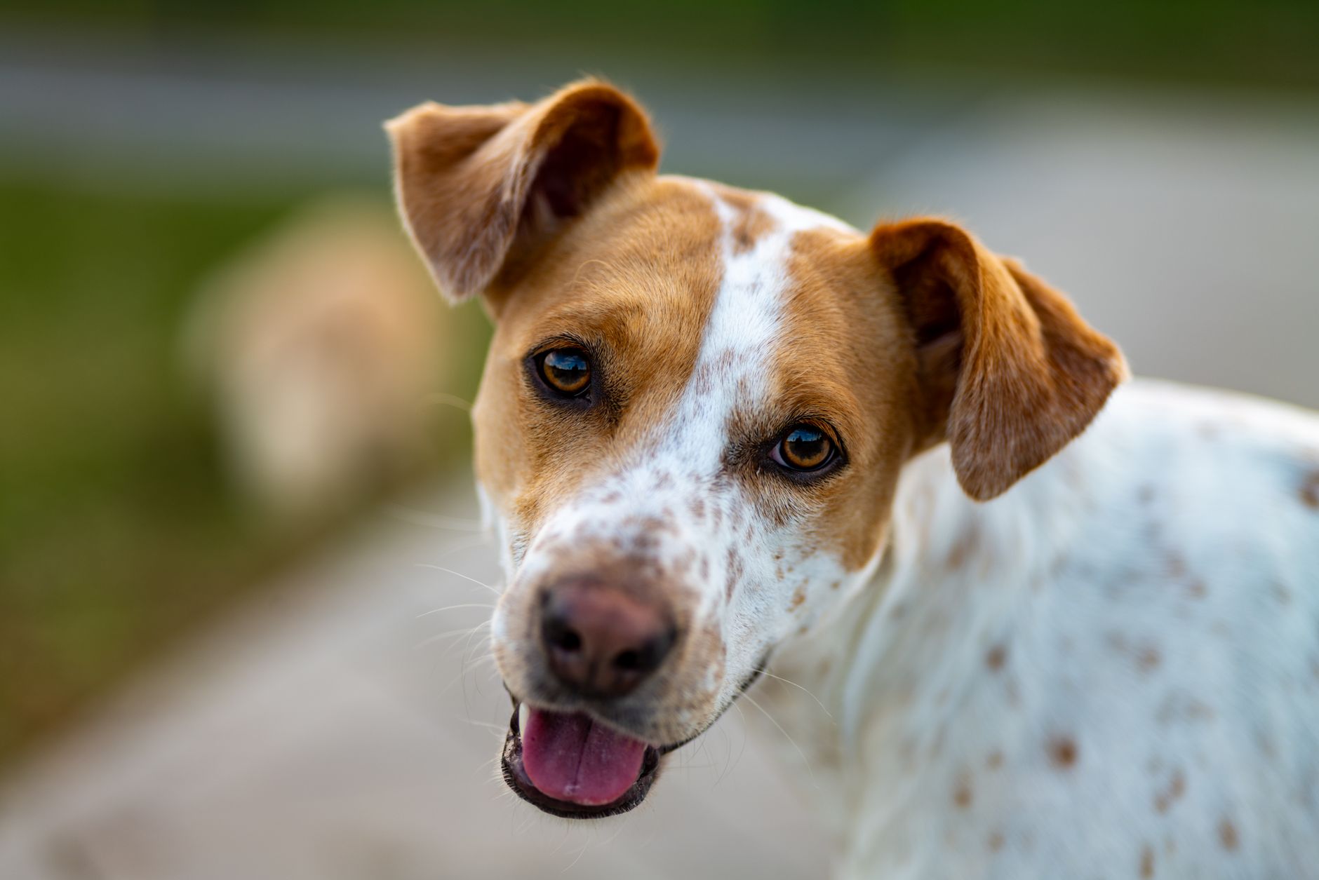 Veterinarian examining a dog during a checkup
