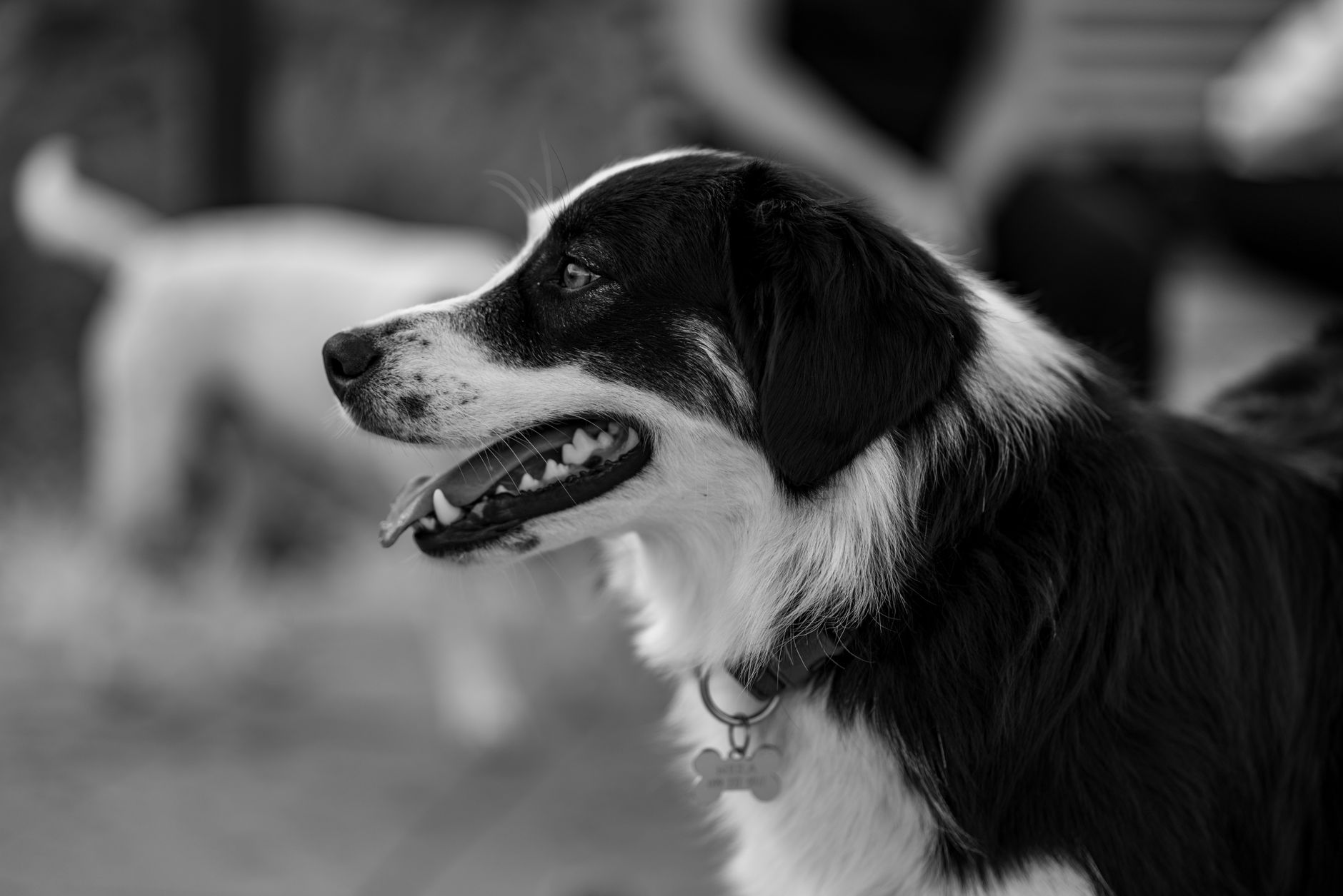 Veterinary care for a dog