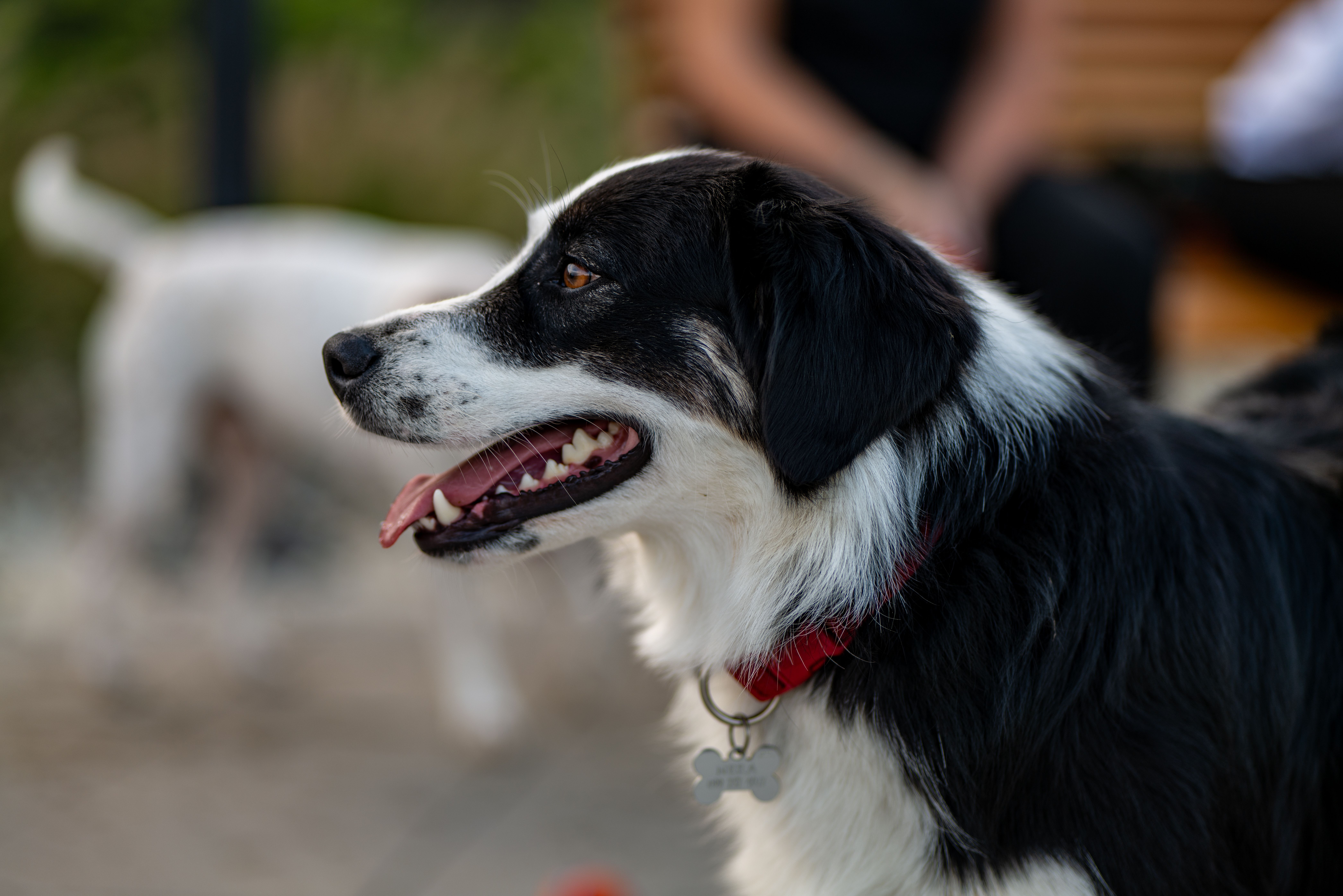 Close-Up of a Black and White Dog Outdoors · Free Stock Photo