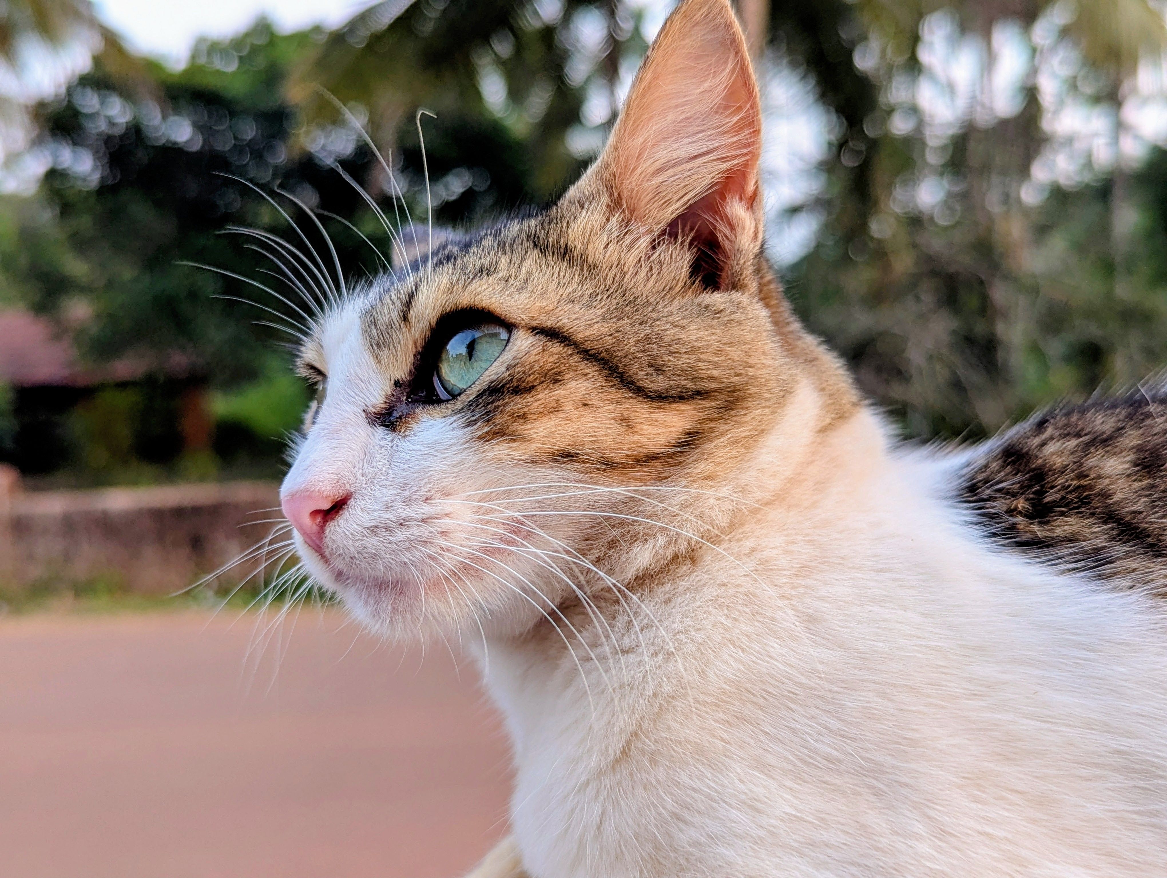 Pic Of Cat Photos, Download The BEST Free Pic Of Cat Stock Photos & HD ...