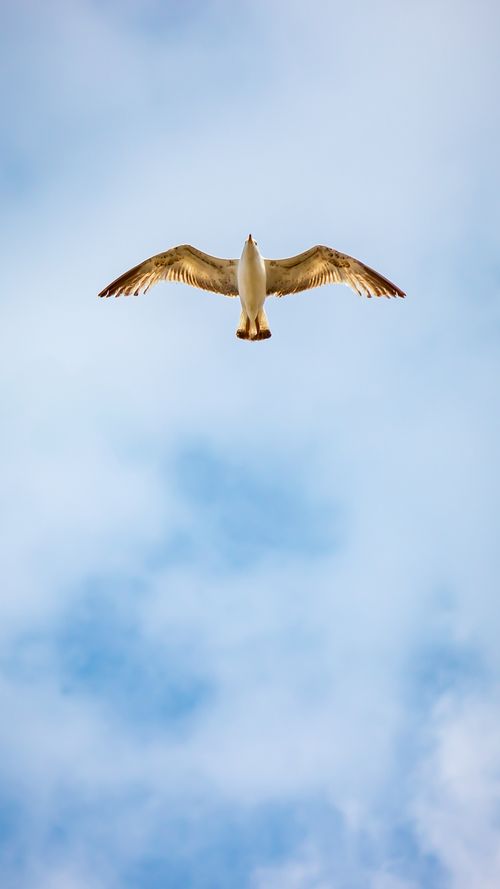 Free A seagull gracefully soars under a clear blue sky, capturing the essence of freedom and nature. Stock Photo