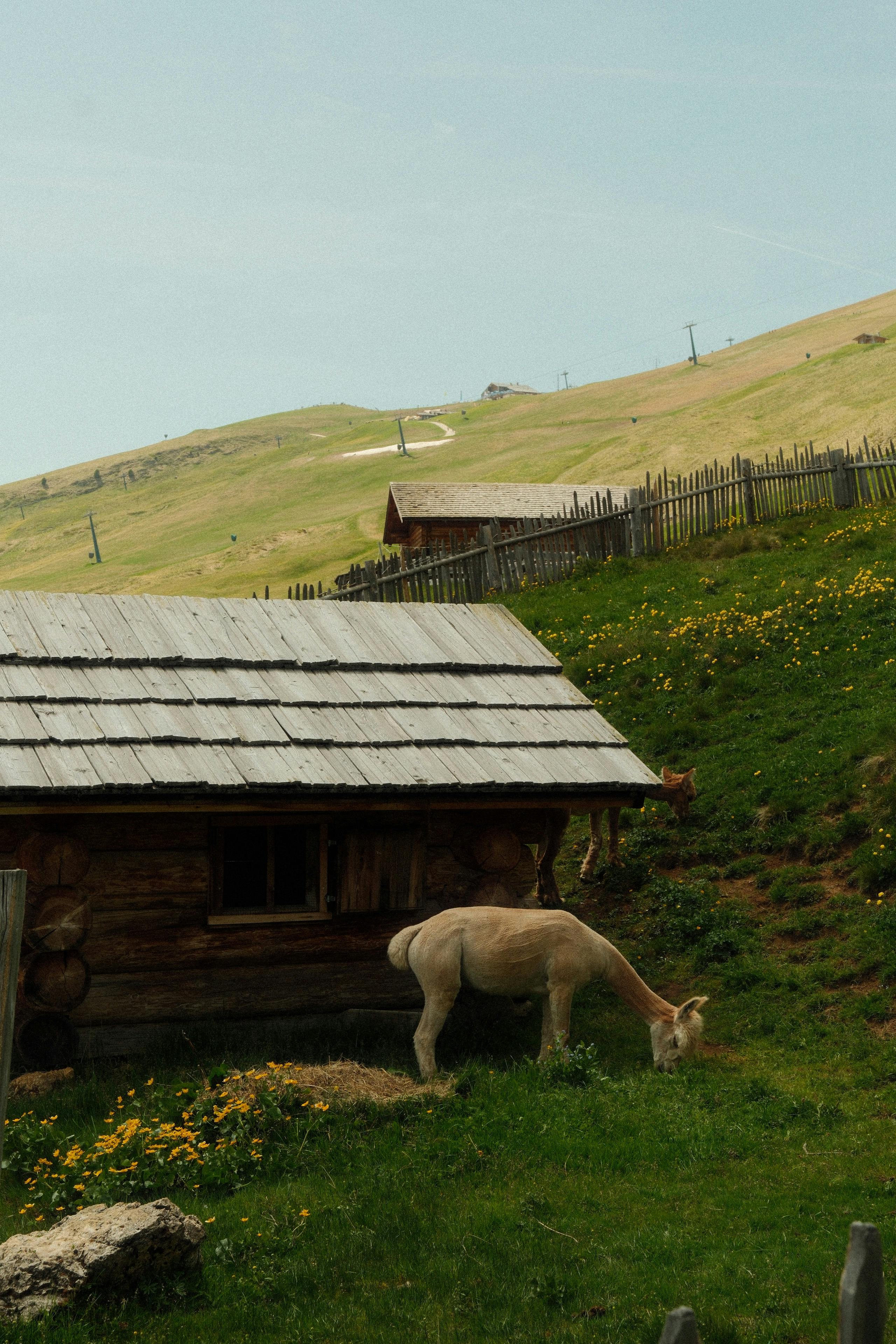 A peaceful rural landscape with a horse grazing by a wooden hut in Trentino-South Tyrol, Italy.