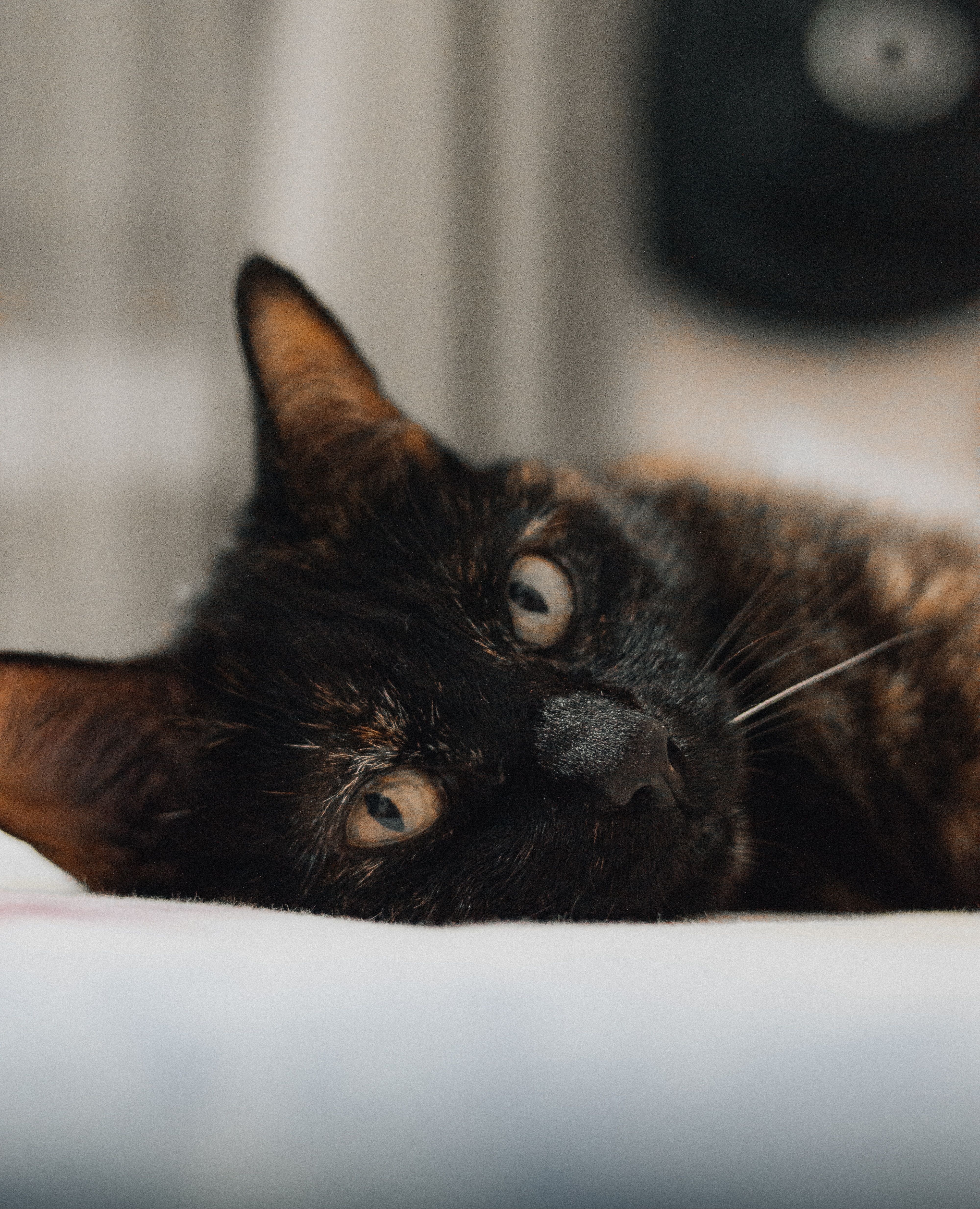 A serene tortoiseshell cat lies indoors, showcasing its distinct fur pattern and relaxed demeanor.