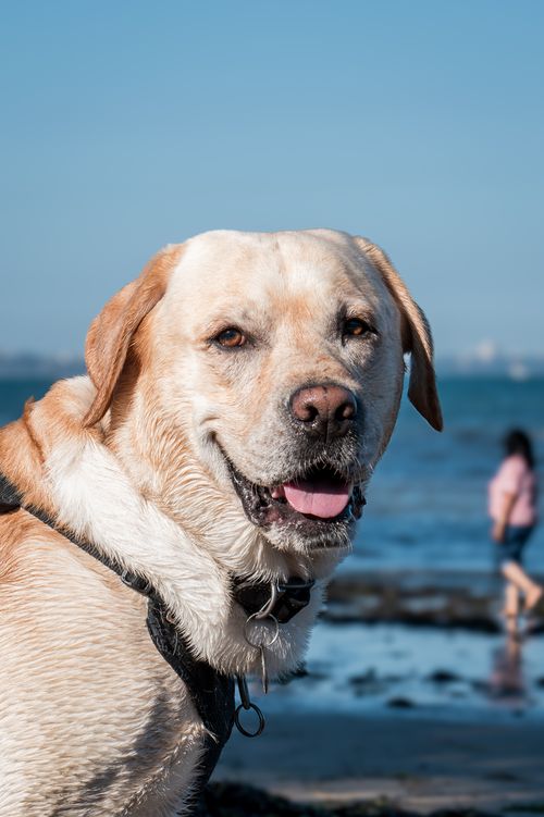 Free Smiling Labrador Retriever enjoying a sunny day by the sea. Stock Photo