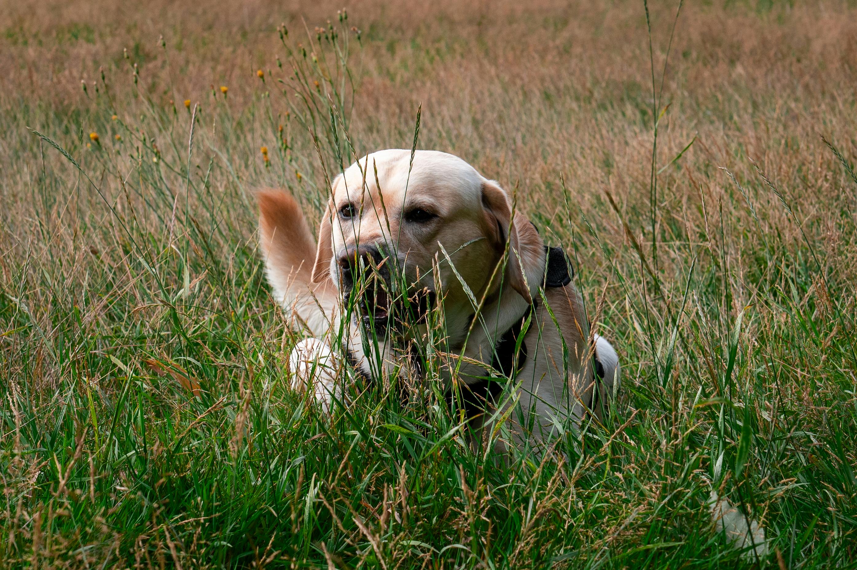 Labrador dog in a grassy field during daytime, relaxed and playful.