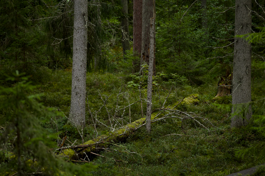Discover the serene beauty of a lush green boreal forest with dense foliage and majestic trees.