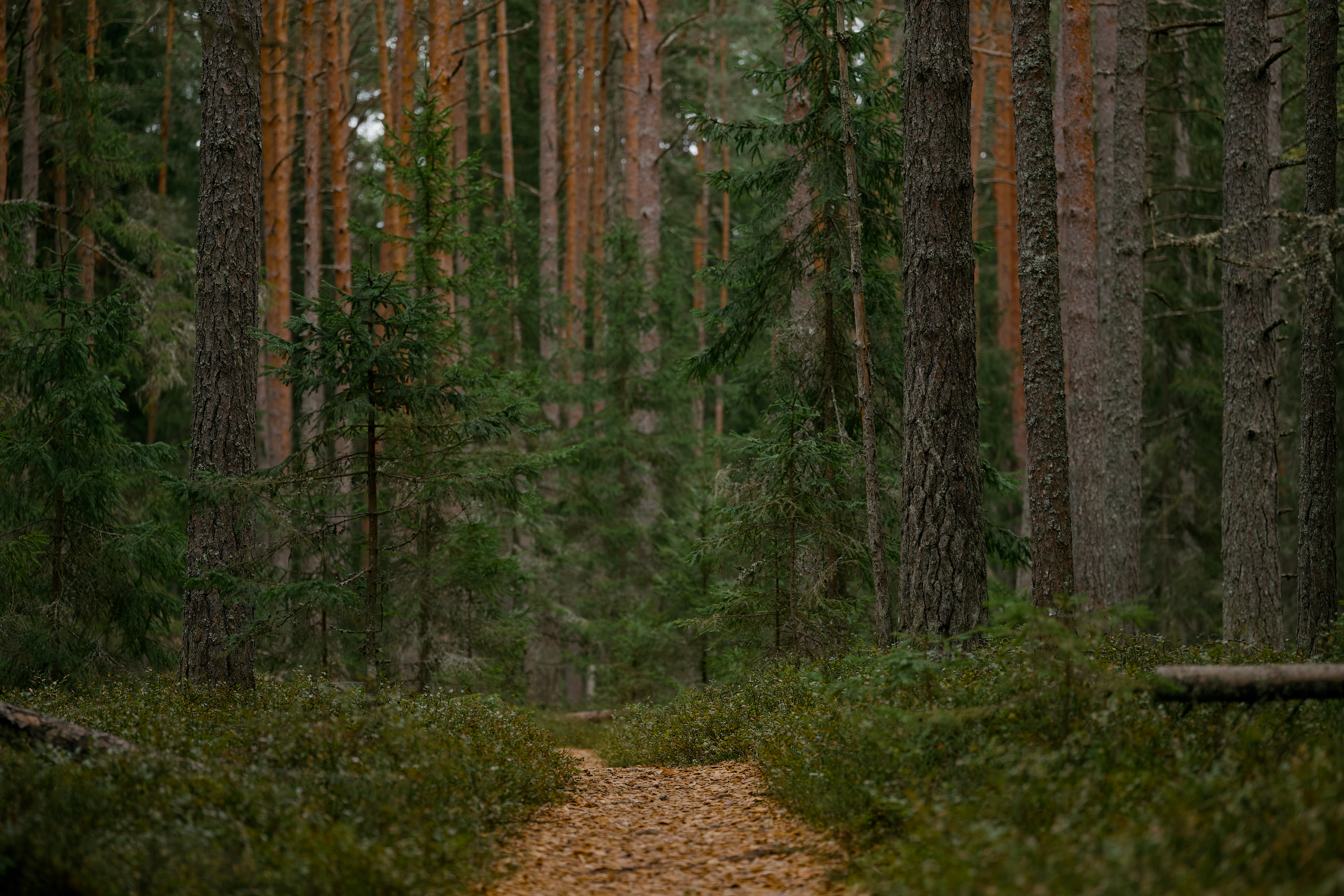 A tranquil forest path surrounded by dense, lush greenery and towering trees.
