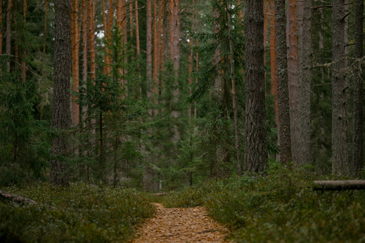 A tranquil forest path surrounded by dense, lush greenery and towering trees.