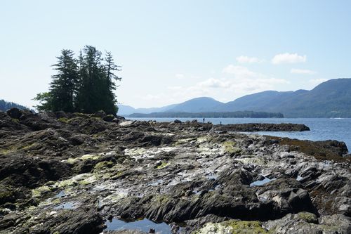 Free A scenic view of a rocky coastline with dark green evergreen trees and a backdrop of serene mountains under a clear blue sky. Stock Photo