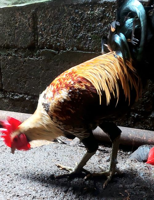 Free Native chicken  Stock Photo