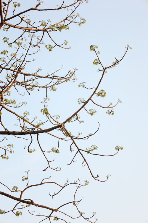 Free Bare tree branches with budding leaves against a bright blue sky, minimalist composition. Stock Photo