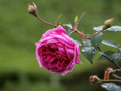 Free Vibrant pink rose with raindrops captured in the lush outdoors of Lào Cai, Vietnam. Stock Photo