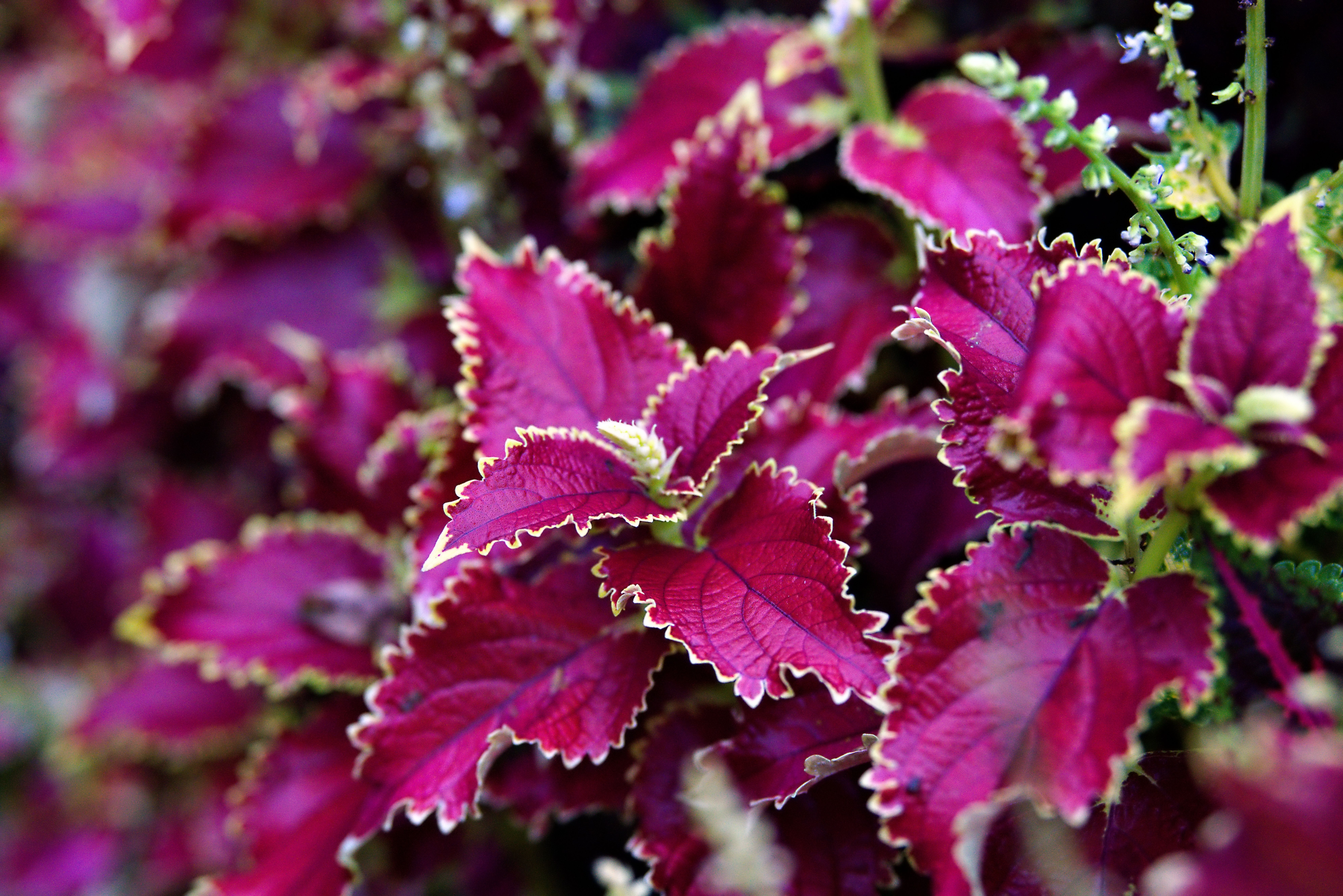 Vibrant Coleus Foliage with Pink and Green Leaves · Free Stock Photo