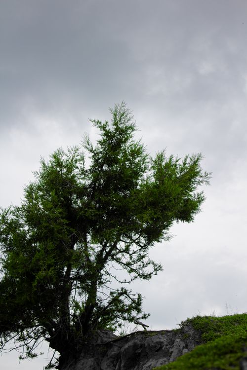 Free A solitary tree stands tall in Soltepec, Puebla, Mexico with dramatic gray clouds above, capturing nature's raw beauty. Stock Photo