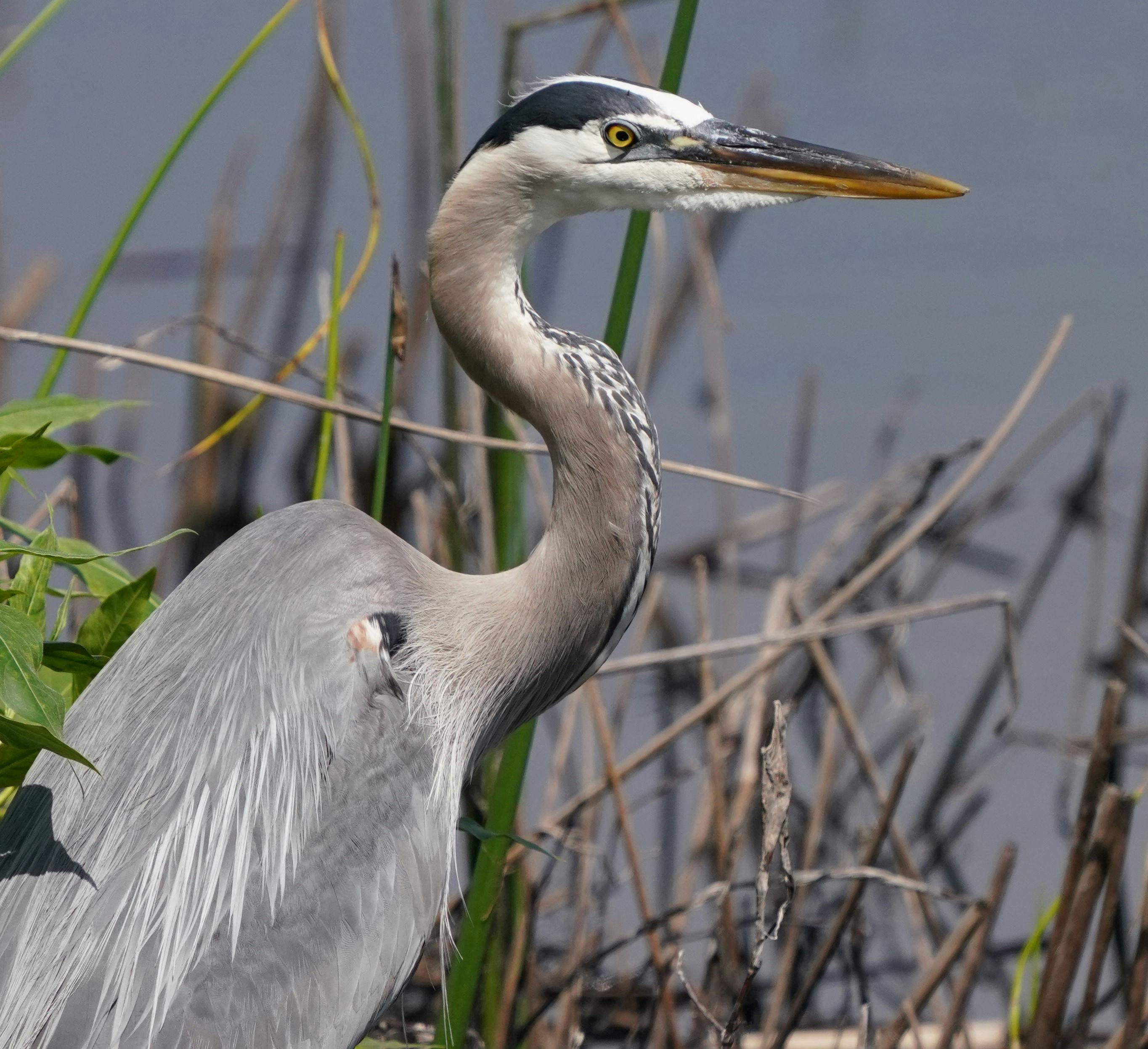 Elegant great blue heron standing majestically in Goleta's natural wetlands.