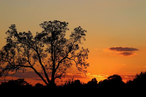 Free A tree silhouette at sunset with a vibrant orange sky and clouds. Stock Photo
