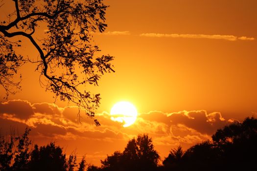 Stunning golden sunset behind silhouetted trees and clouds.