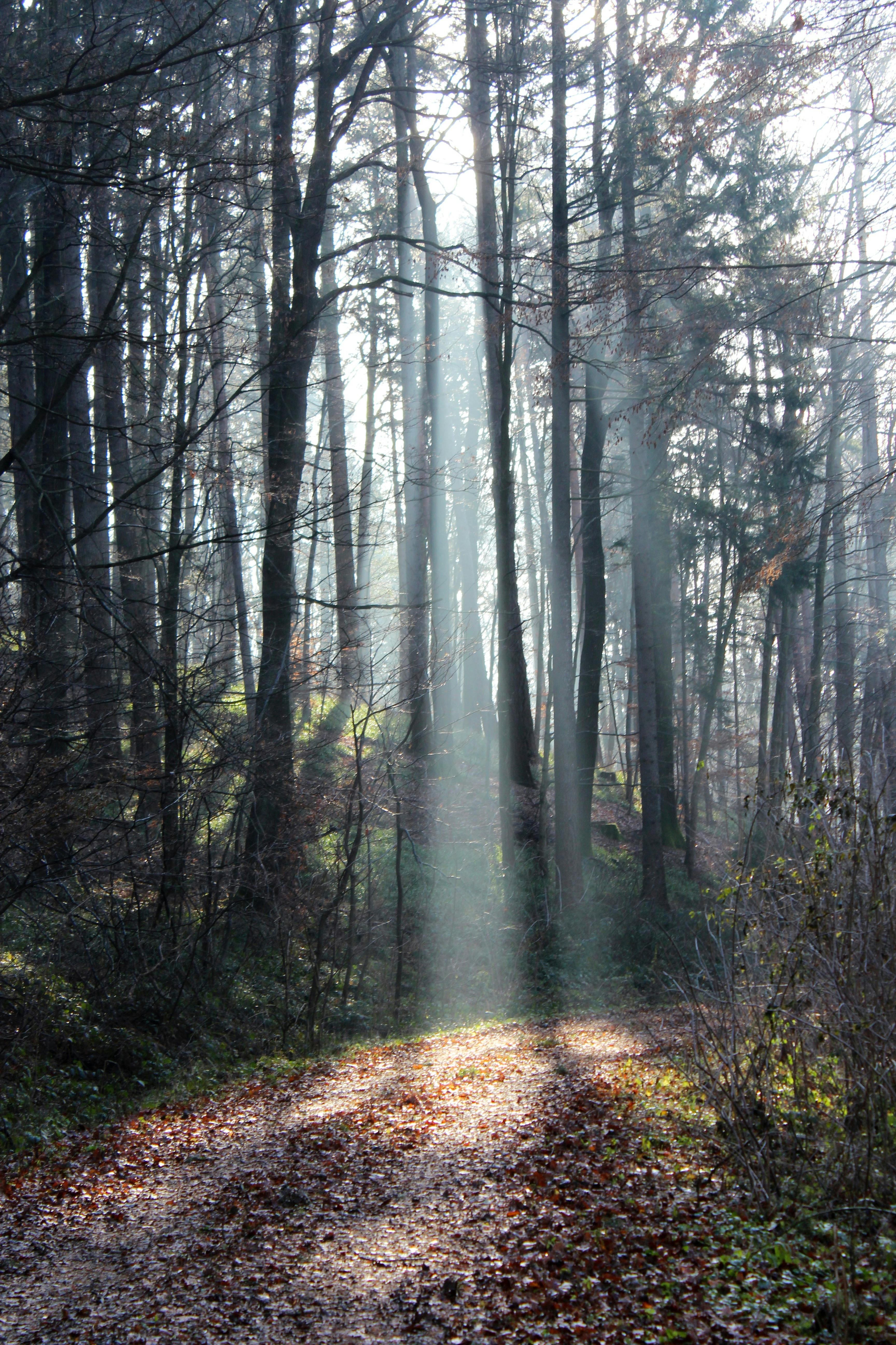 CS 402 Principles Of Microeconomics By Karl Case And Ray Fair