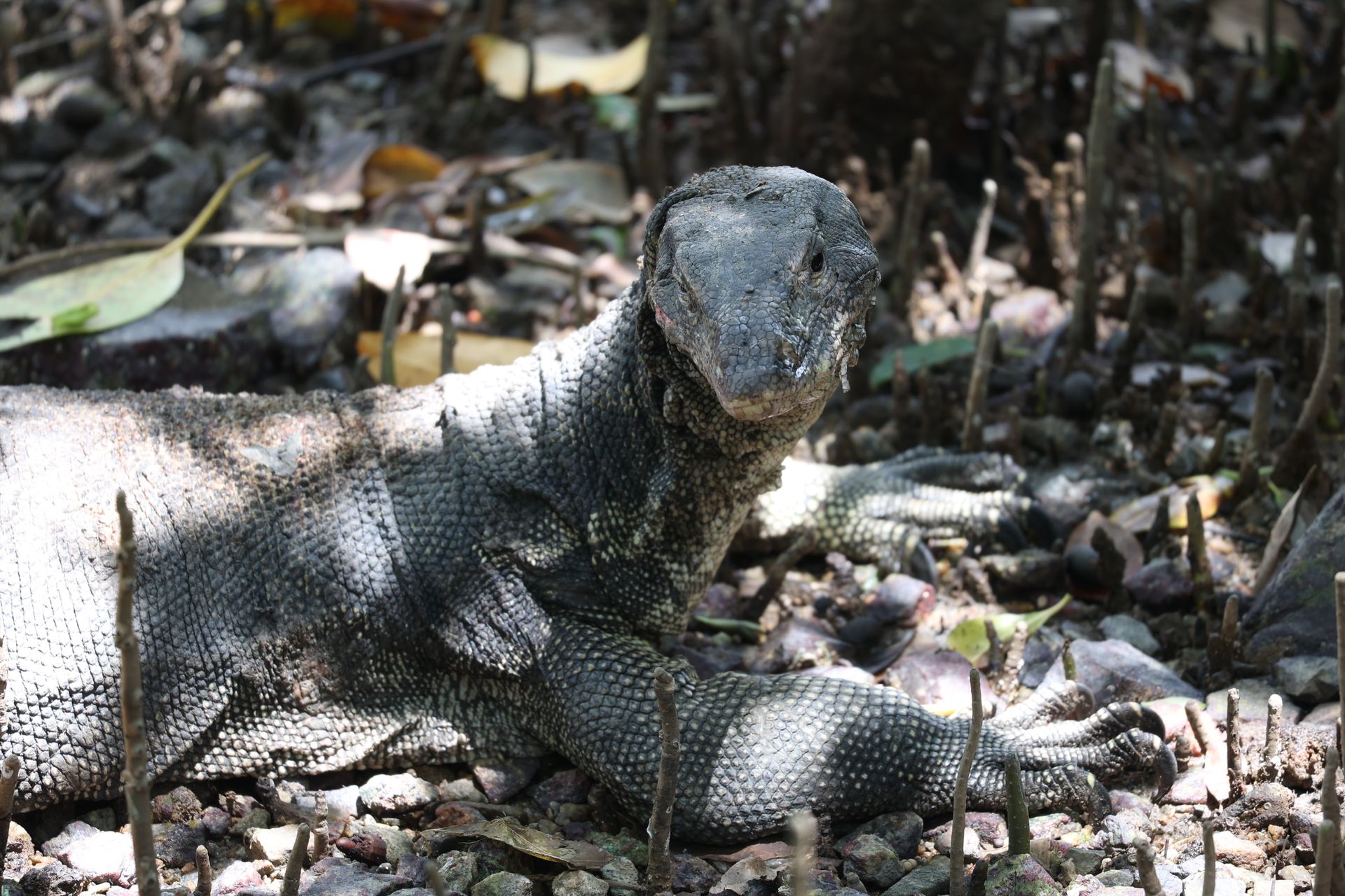 Monitor Lizard in the Mangrove