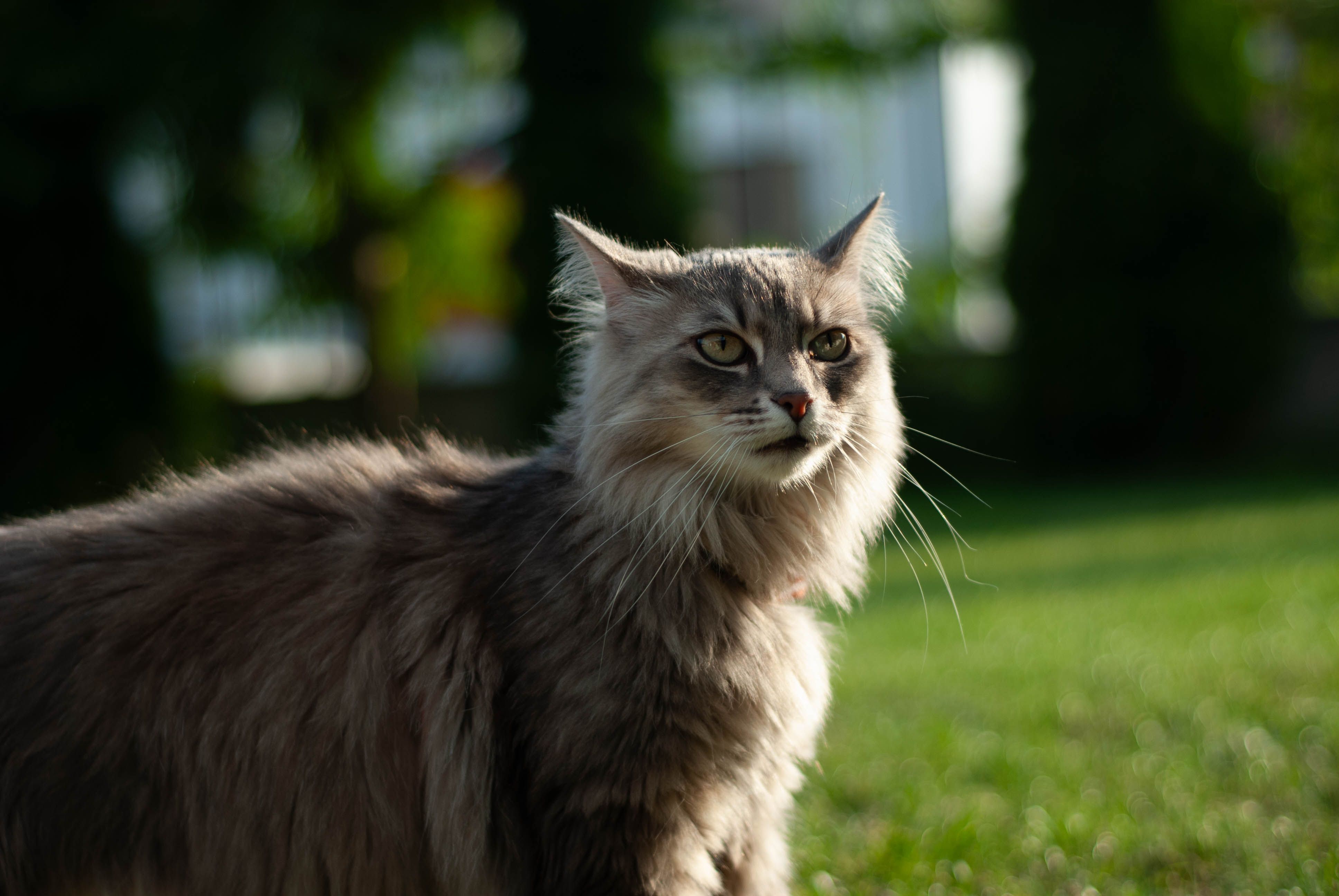 Adult Maine Coon cat free to good home in Edmonton