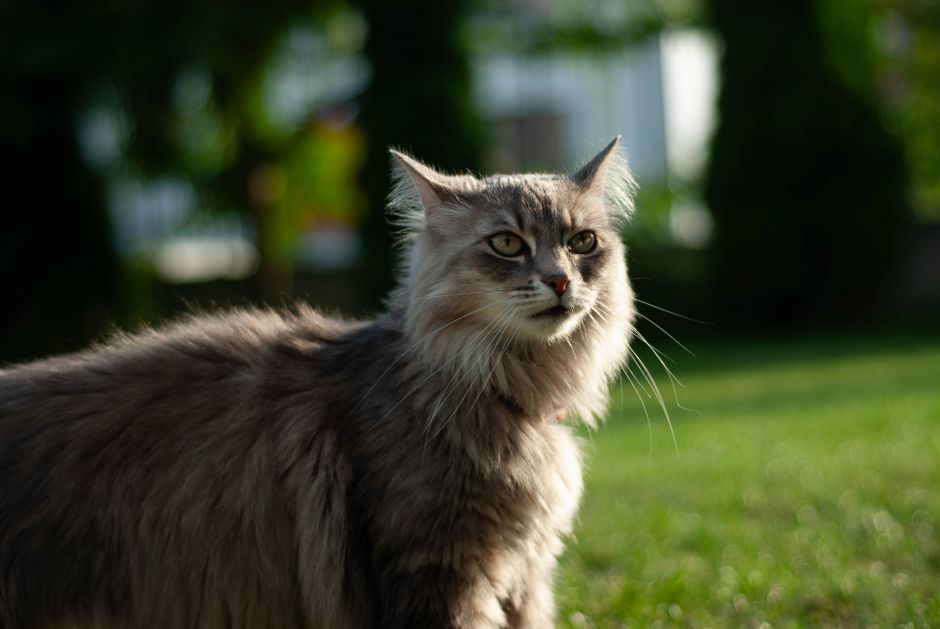 Adult Maine Coon cat free to good home in Edmonton