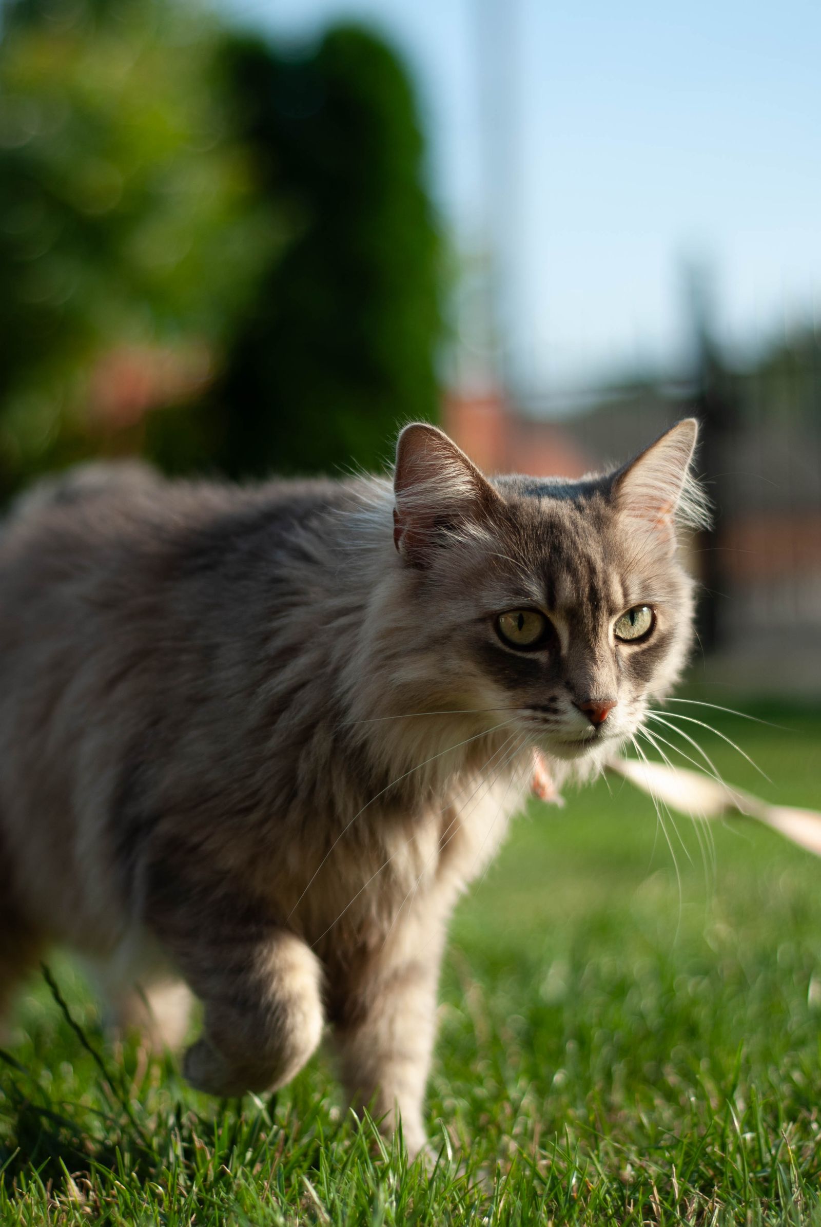 Katze auf grünem Rasen