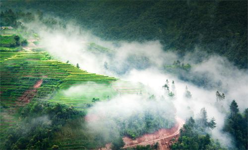 Free Aerial view of lush terraced rice fields enveloped in mist in Yên Bái, Vietnam. Stock Photo