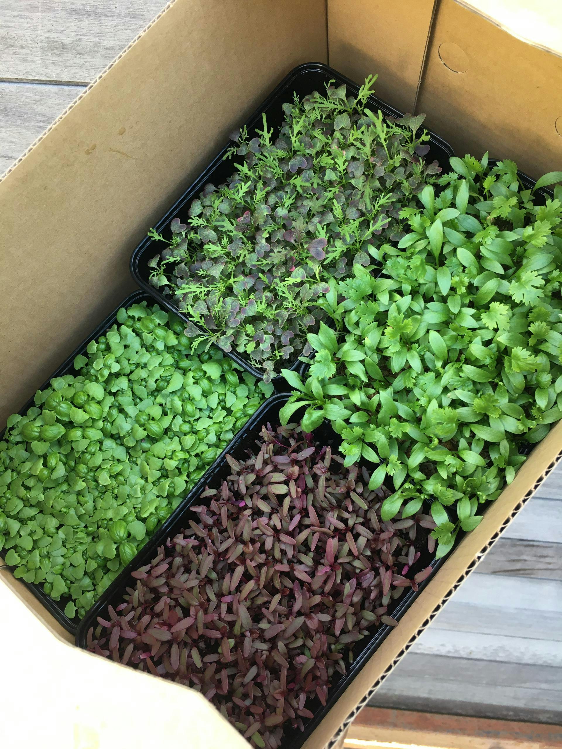 Microgreens assortment