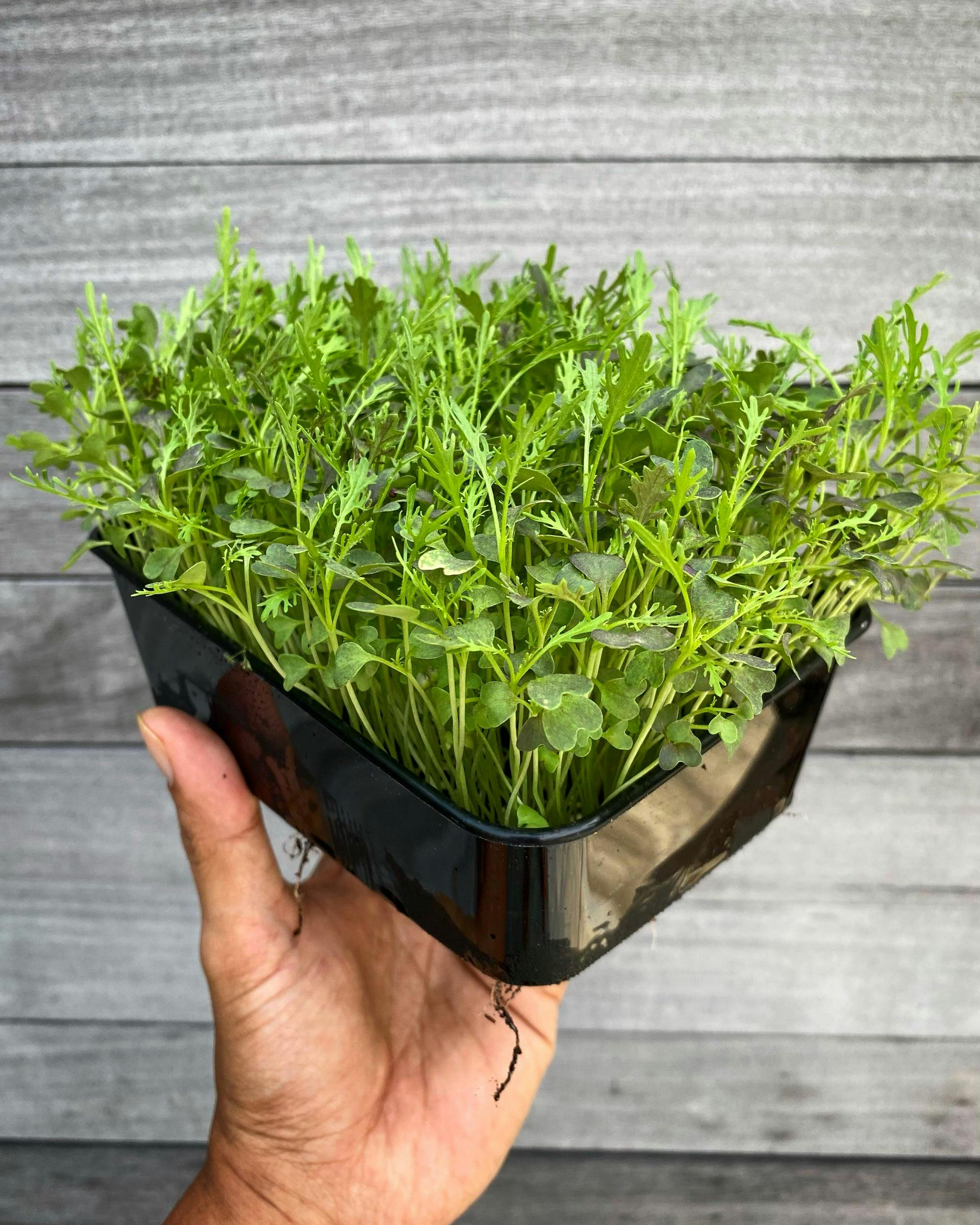 Microgreens close-up