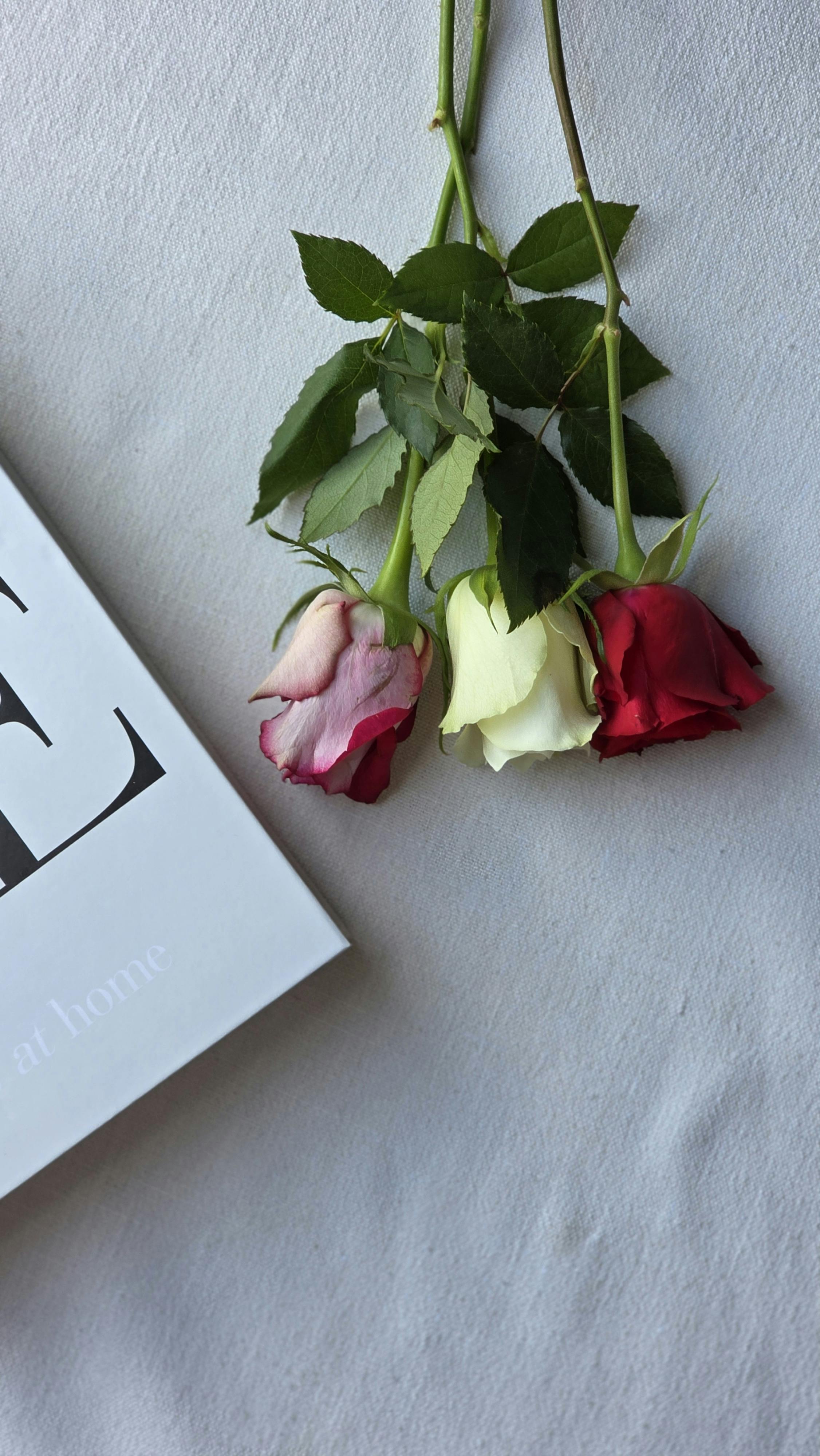 gratis Een informeel plat oppervlak van rode, witte en roze rozen naast een boek op een zachte achtergrond. Stockfoto