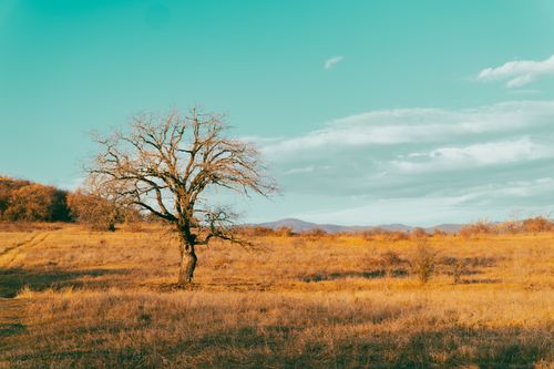 Free A solitary tree stands in a vast golden field against a vivid blue sky and distant hills. Stock Photo