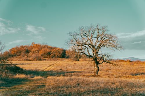 Free A tranquil fall scene featuring a solitary tree in an open field under a blue sky. Stock Photo