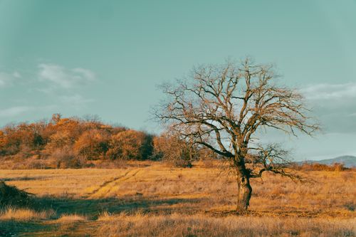 Free A lone tree stands in a barren field with a clear sky overhead, evoking solitude and serenity. Stock Photo