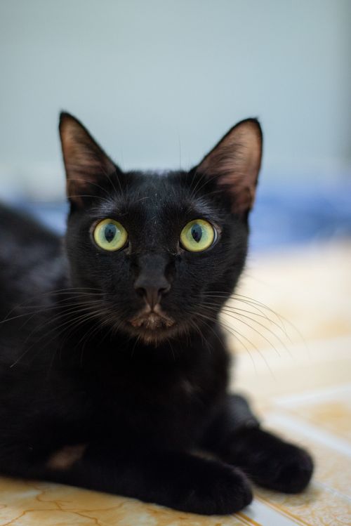 Free Focused image of a black cat with striking green eyes, lying indoors. Stock Photo