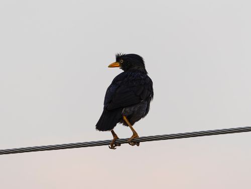 Free A black bird with an orange beak sitting on a wire against a neutral grey sky. Stock Photo