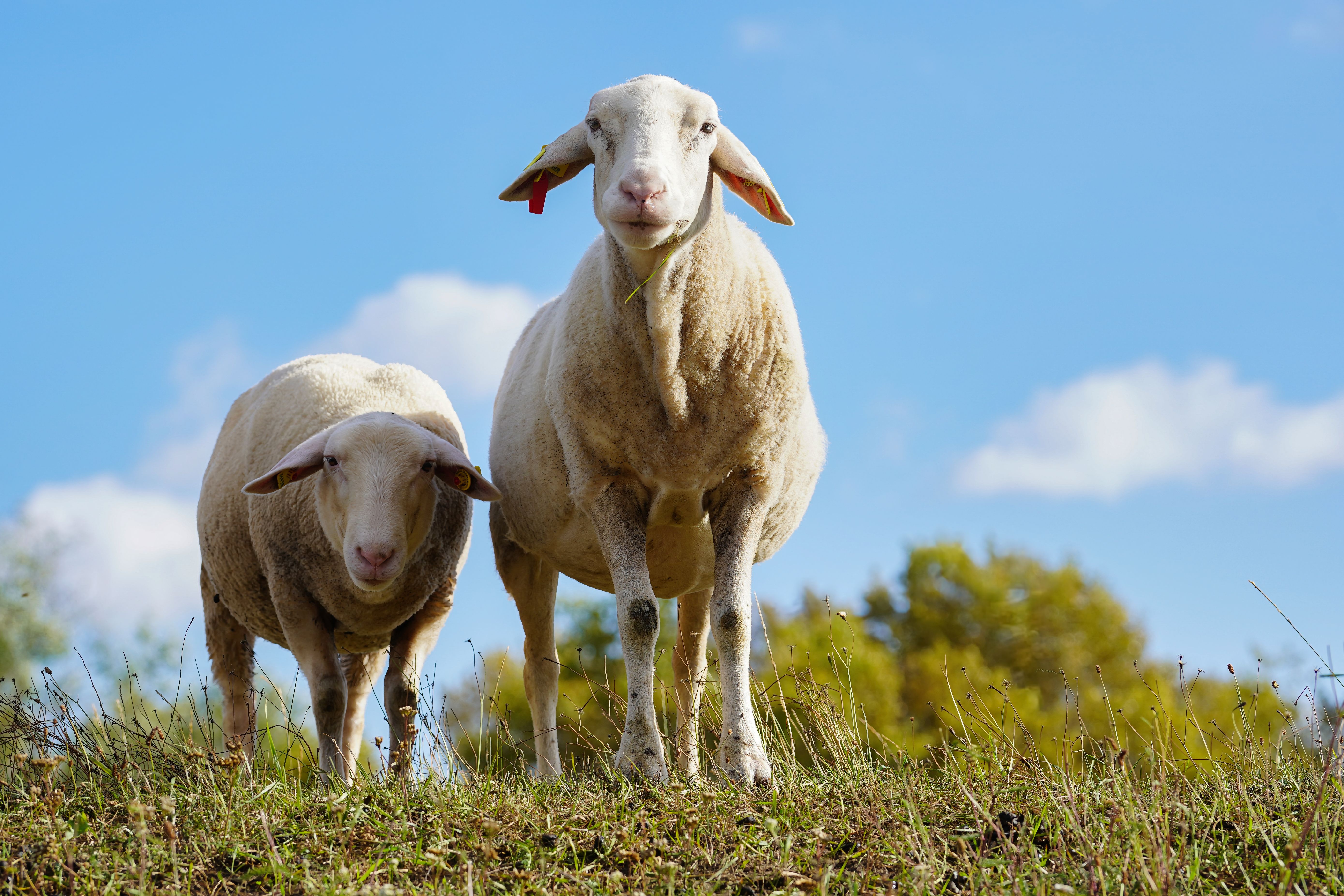 Peaceful Grazing Sheep in German Countryside · Free Stock Photo