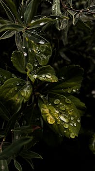 Macro shot of lush green leaves covered in fresh raindrops, creating a natural and refreshing look.