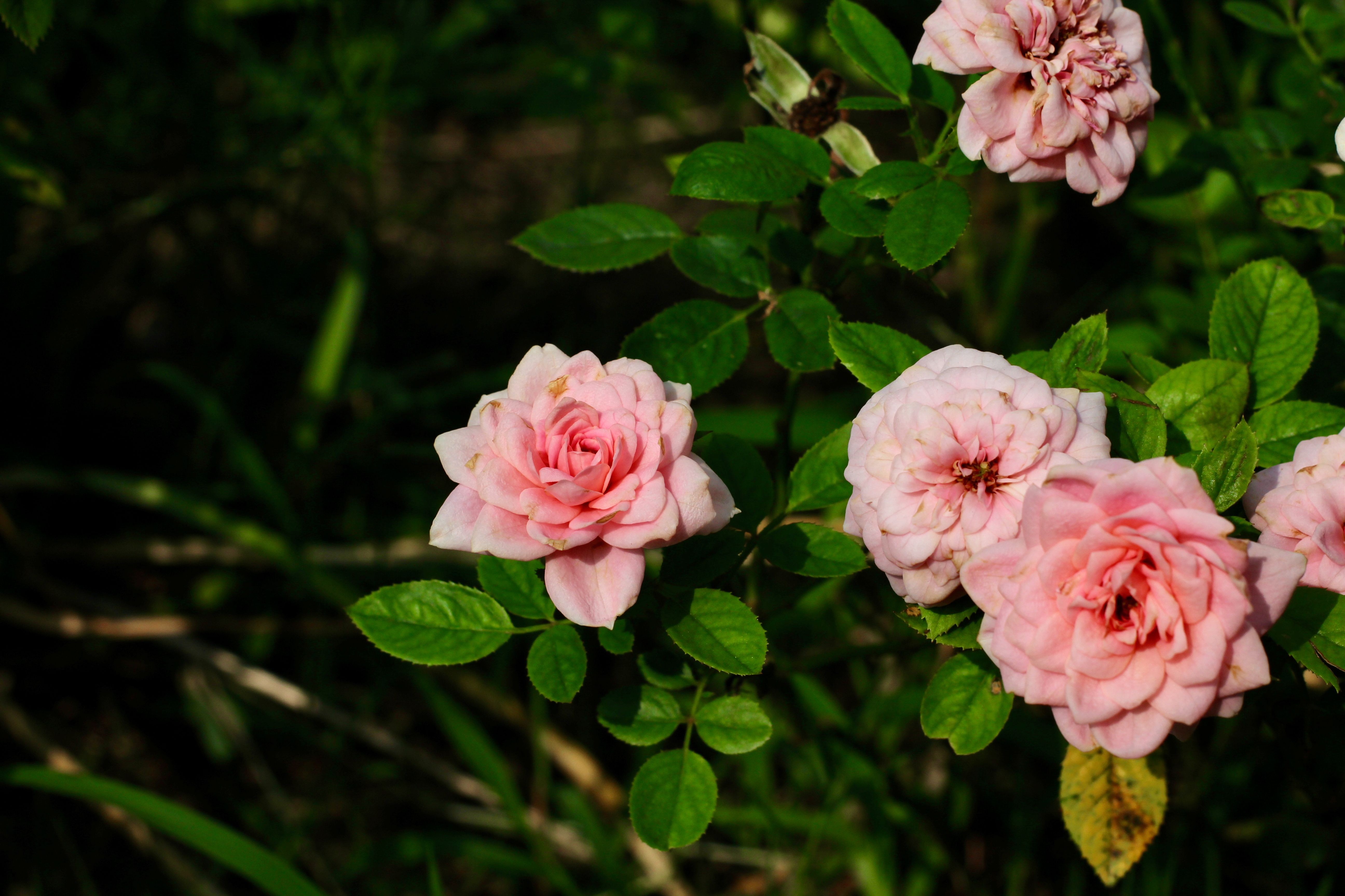 Close-up of Pink Roses in Bloom Outdoors · Free Stock Photo